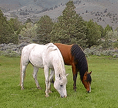 Two of the fine Summer Lake horses